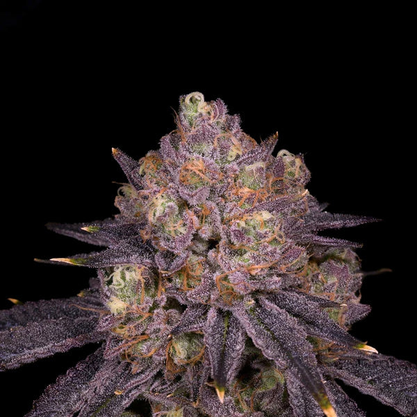 Runtz x Skunk Master Kush